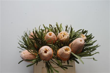 <h4>Banksia hookeriana</h4>