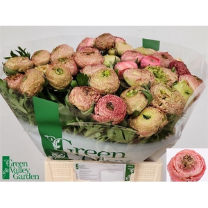 Ran Aazur Antique Rose