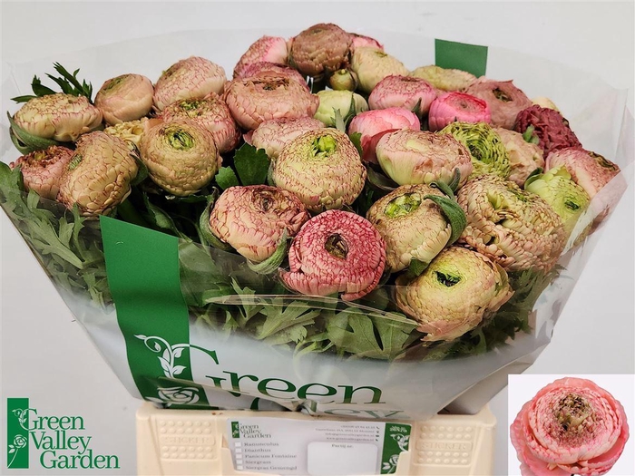 <h4>Ran Aazur Antique Rose</h4>