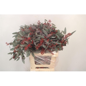 Euca Populus Berry V Red Flower