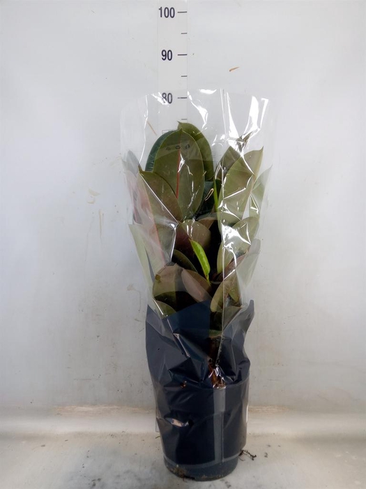 <h4>Ficus elastica 'Robusta'</h4>