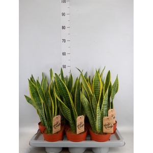 Sansevieria trifa. 'Laurentii'