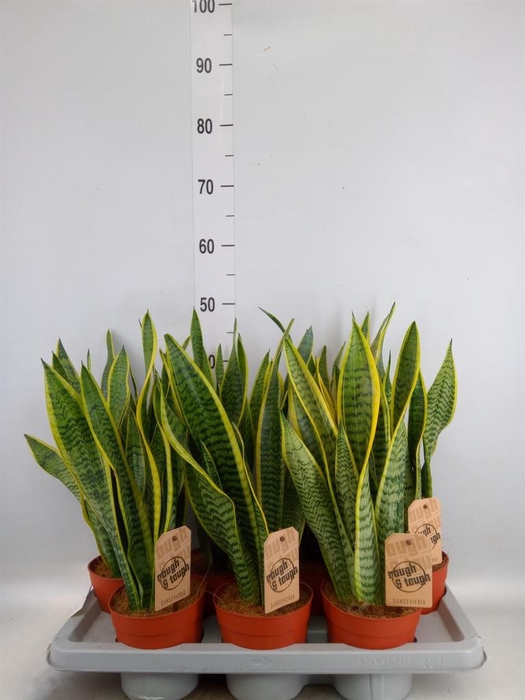 <h4>Sansevieria trifa. 'Laurentii'</h4>