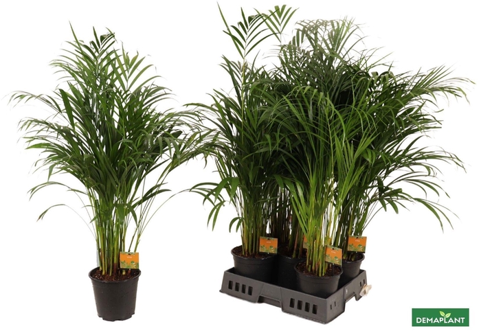 <h4>DYPSIS LUTESCENS</h4>