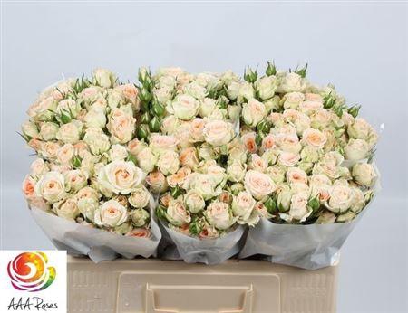 <h4>R Tr Rosanella</h4>