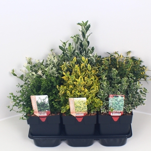 Euonymus mix P17