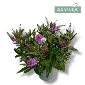 Hebe Donna Pink P15 Addenda®