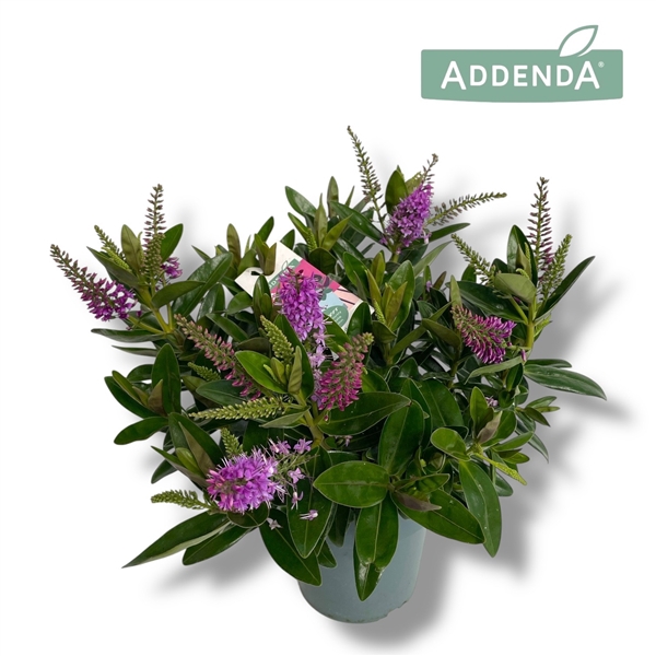 <h4>Hebe Addenda® Donna Pink P15</h4>