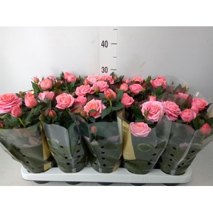 Rosa  'Adele Kordana Grande'