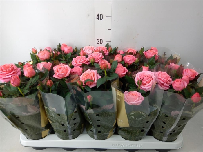 <h4>Rosa  'Adele Kordana Grande'</h4>