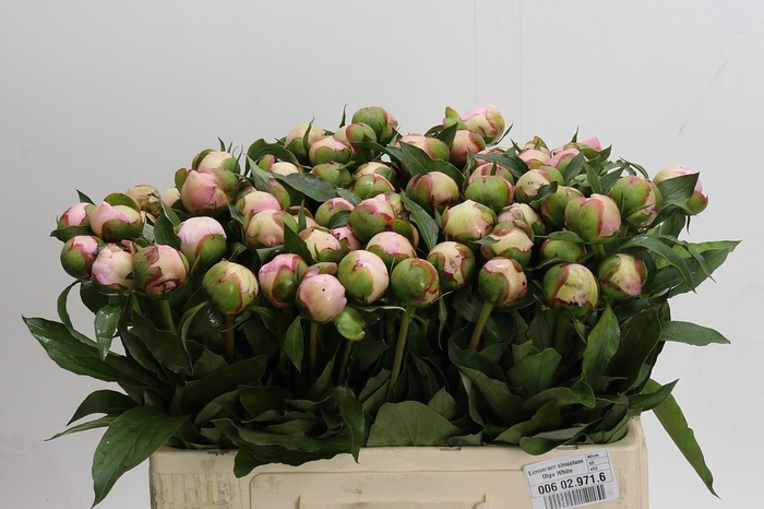 <h4>Paeonia Noemi Demay</h4>