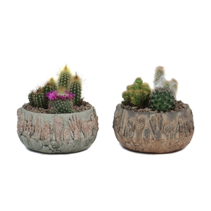 3x Cactus 8,5 cm in tacana schaal met lava steentjes