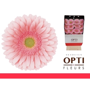 Gerbera Romella Diamond
