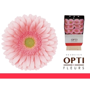 Gerbera Romella Diamond