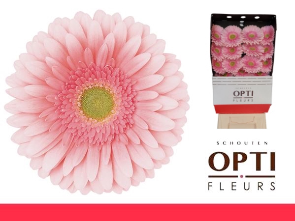 <h4>Gerbera Romella Diamond</h4>