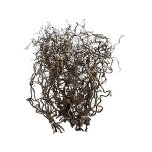 Corylus contorta