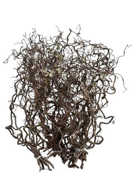 <h4>Corylus contorta</h4>
