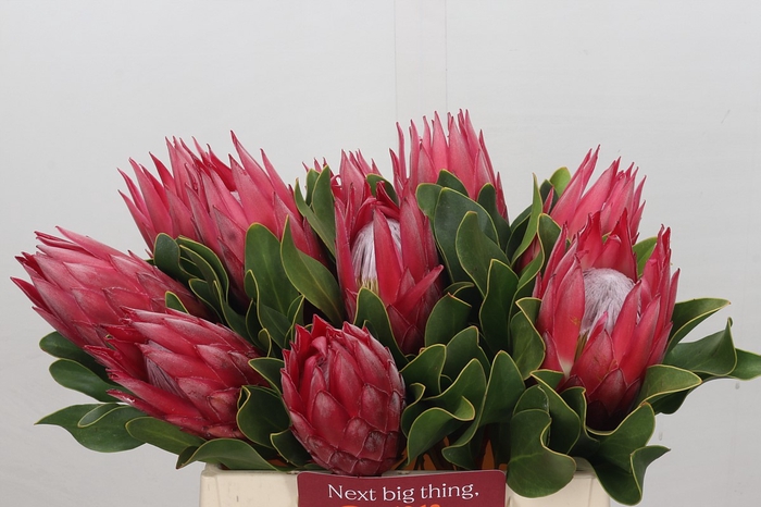 <h4>Protea Cynaroides Madiba</h4>