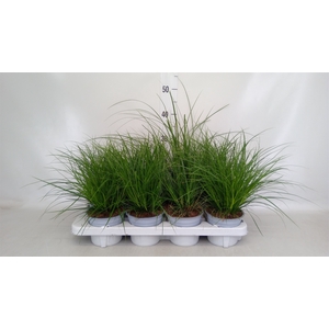 Carex brunnea