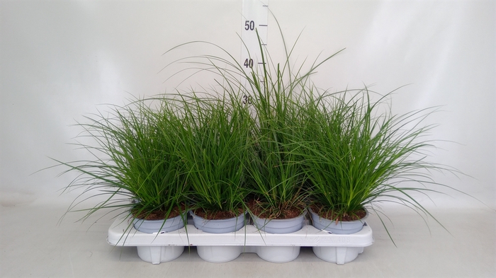 <h4>Carex brunnea</h4>