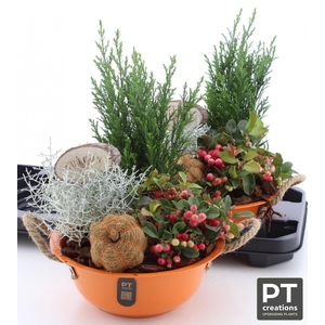 ARR TUINPLANTEN