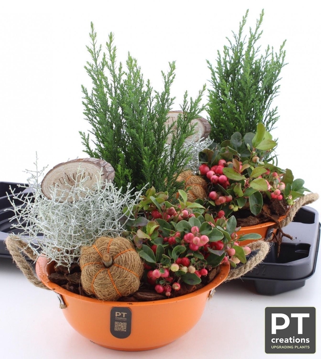 <h4>ARR TUINPLANTEN</h4>
