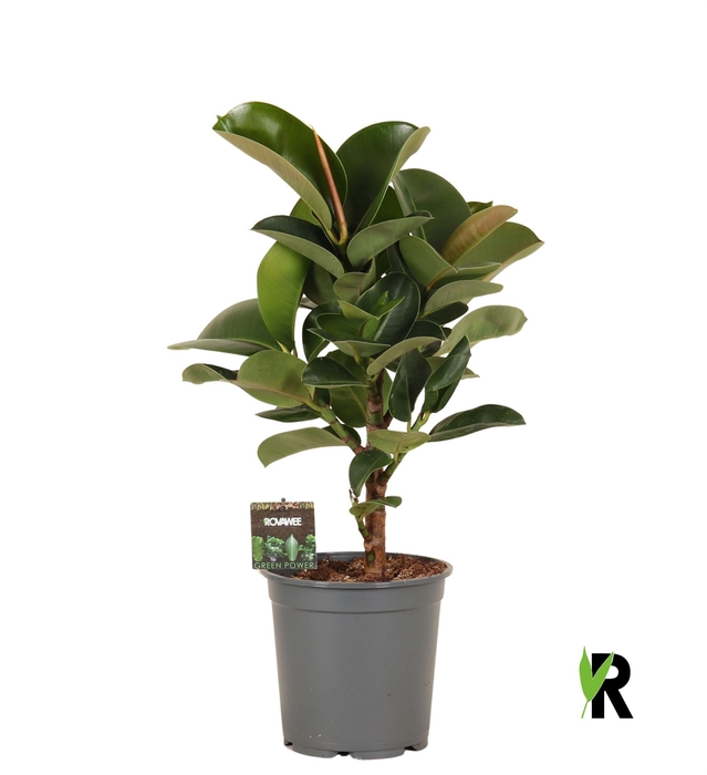 <h4>Ficus elastica 'Cloe'</h4>