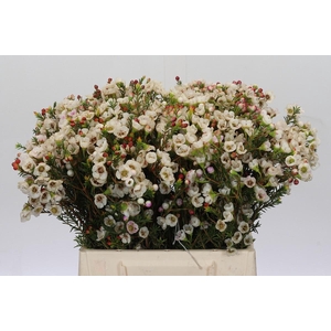 Chamelaucium Moonlight Delight