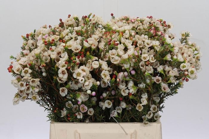 <h4>Chamelaucium Moonlight Delight</h4>