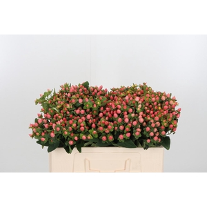 Hyp Pacific Pink