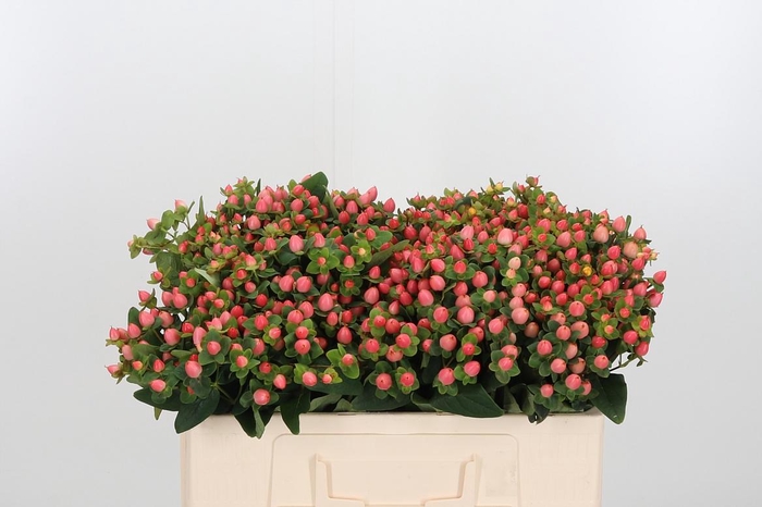 <h4>Hyp Pacific Pink</h4>