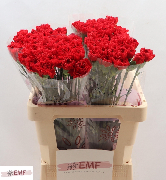 <h4>DI ST DON PEDRO</h4>