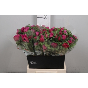 Anem Co Galil Purper