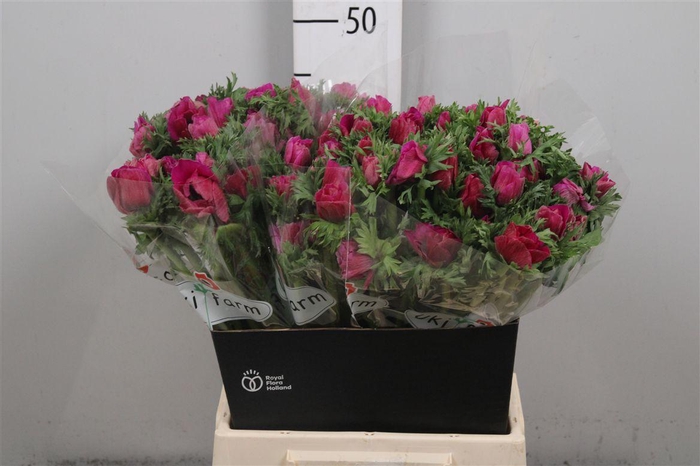 <h4>Anem Co Galil Purper</h4>