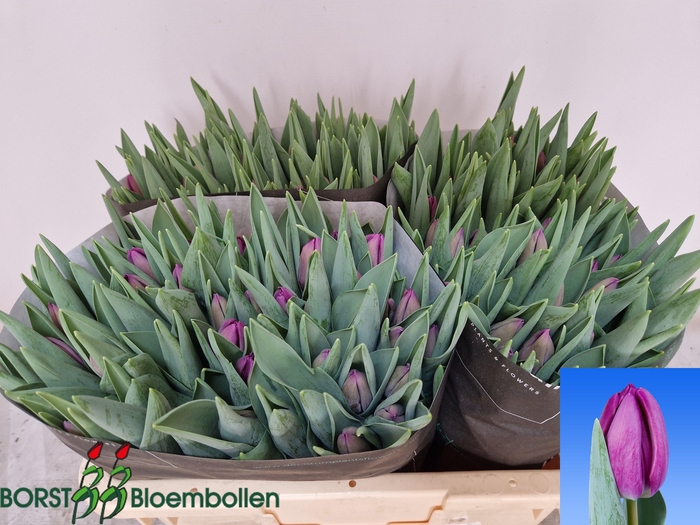 <h4>TU EN BULLIT</h4>