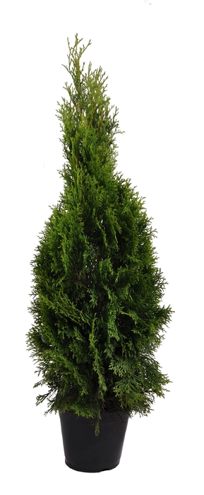 <h4>Thuja occ. Smaragd, plantmaat 80-100 cm - Rondgestoken -</h4>