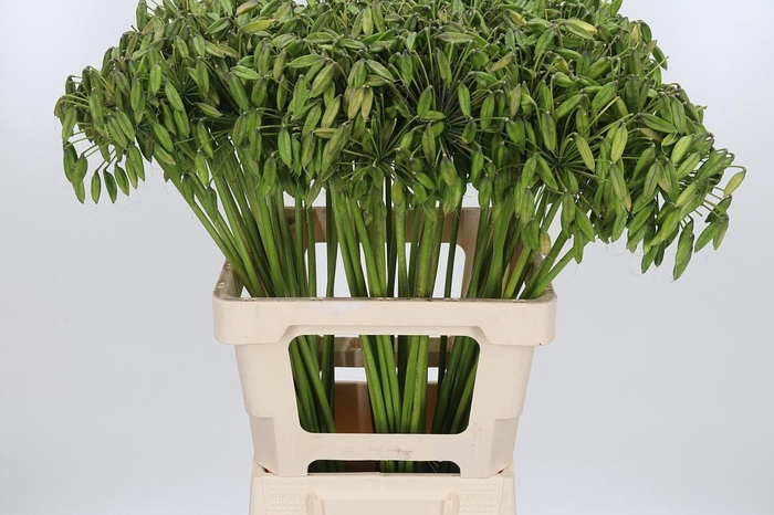 <h4>Agapanthus Overig</h4>