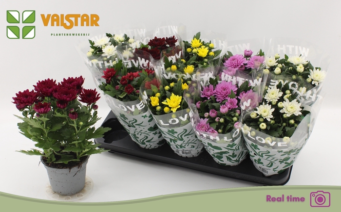 <h4>CHRYS GEM 6 KL</h4>