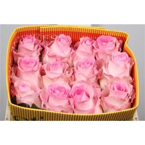 Rosa GR 'Mandala'