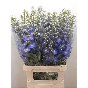 DELPH DU GUARD BLUE