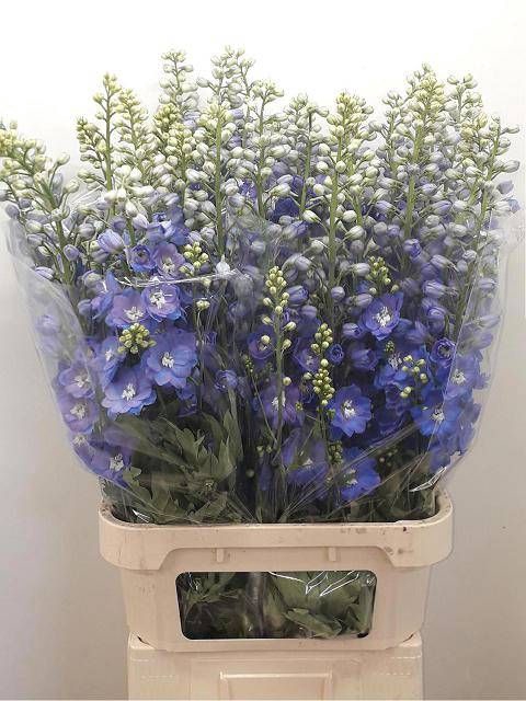 <h4>DELPH DU GUARD BLUE</h4>