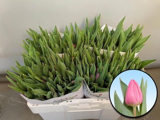 <h4>TU EN MOLTO AMATA</h4>