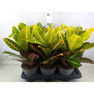 Codiaeum var. GR 'Petra'