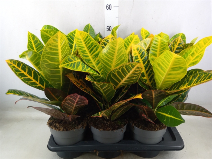 <h4>Codiaeum var. GR 'Petra'</h4>