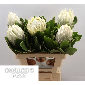 Protea cynaroides Ayoba Arctic Ice