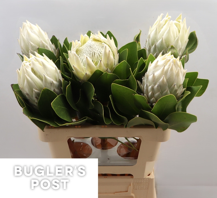 <h4>Protea cynaroides Ayoba Arctic Ice</h4>