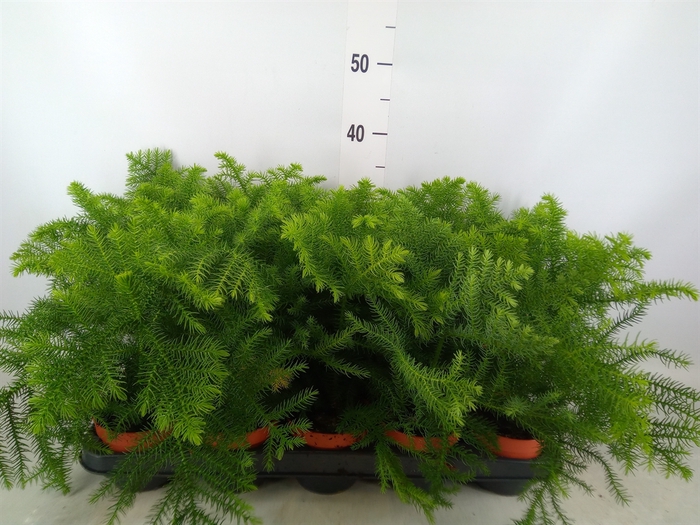<h4>Araucaria heterophylla</h4>