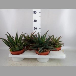 Aloe   ...
