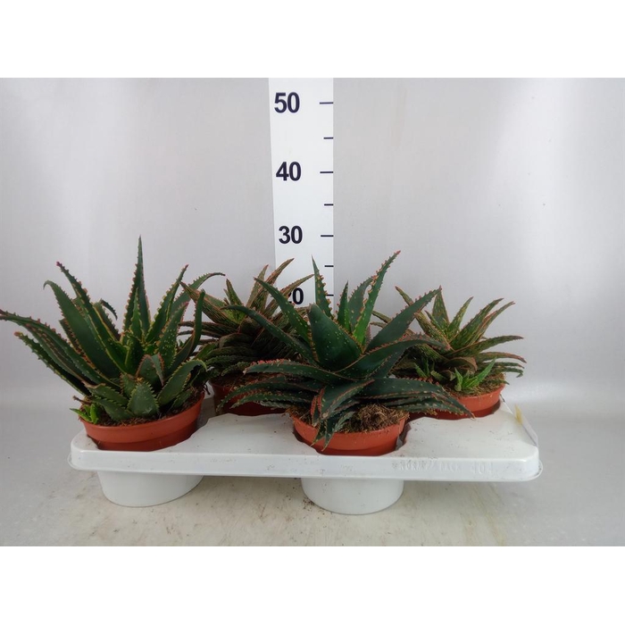 <h4>Aloe   ...</h4>