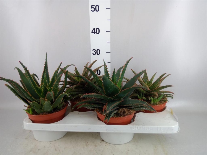<h4>Aloe   ...</h4>